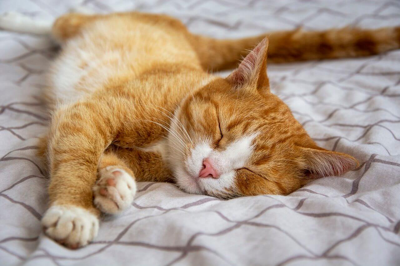 Mon Chat Dort Sur Moi Signification Spirituelle
